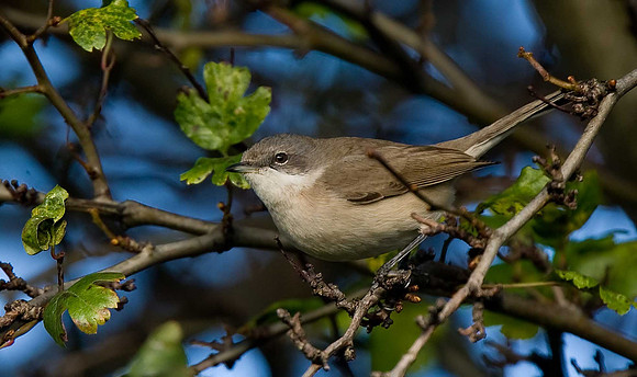 Siberian Lesser Whitethroat