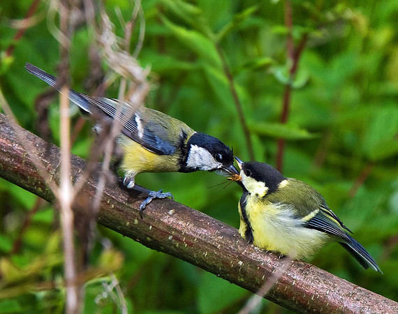 Great Tits