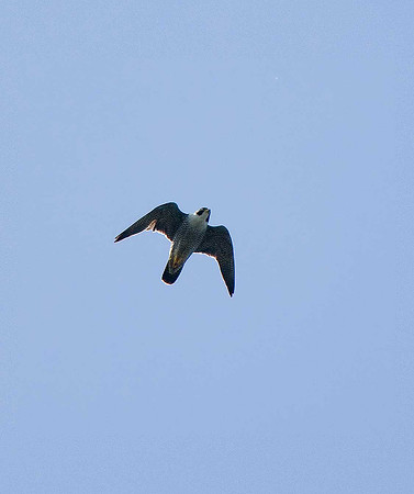 Peregrine falcon