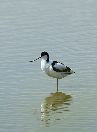 Avocet