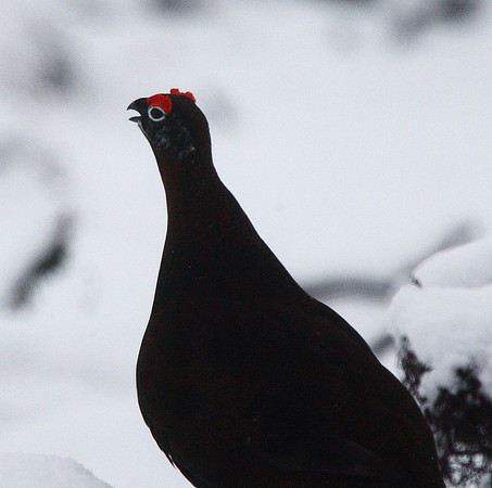 Red Grouse