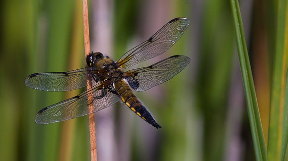 Four Spot Chaser