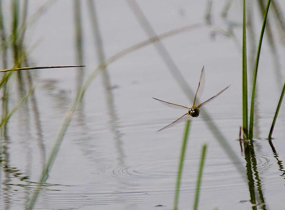 Dragonfly sp