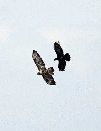 Common Buzzard