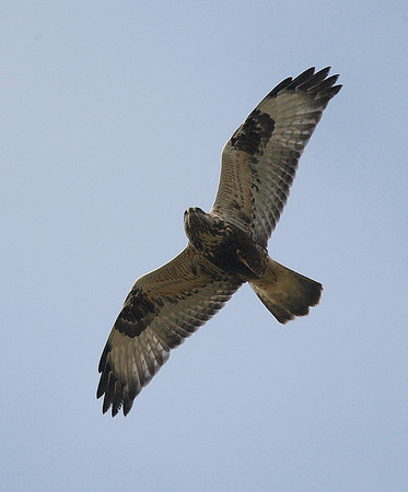 Rough-legged Buzzard