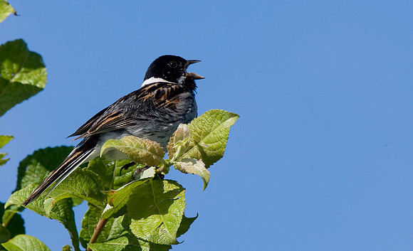 Reed Bunting