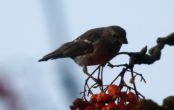 Common Rosefinch