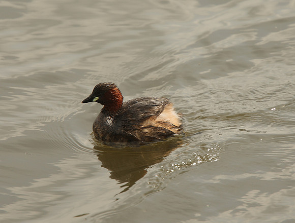 Little Grebe