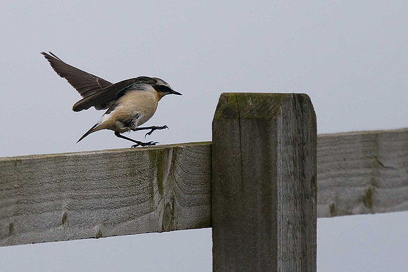 Wheatear