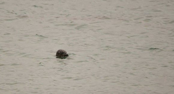 Grey Seal