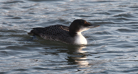Great Northern Diver