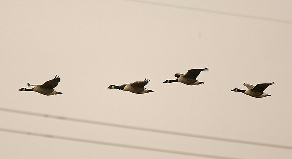 Canada Goose