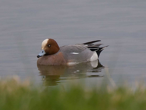Wigeon