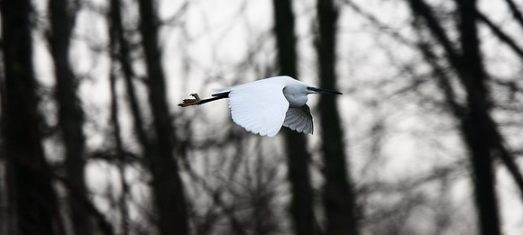 Little Egret