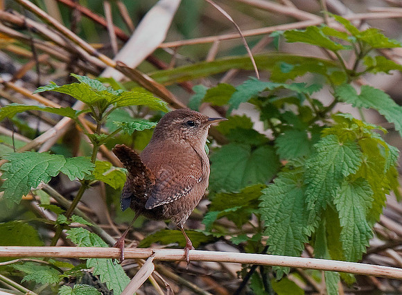 Wren