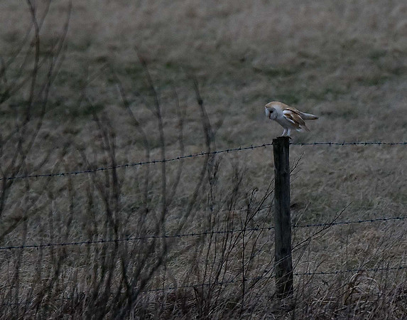 Barn Owl