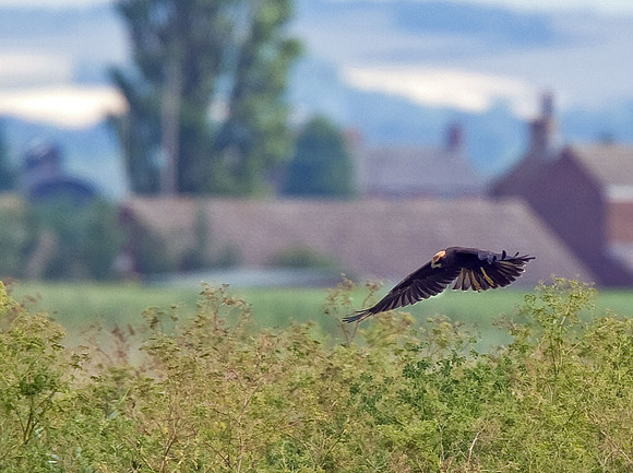 Marsh Harrier