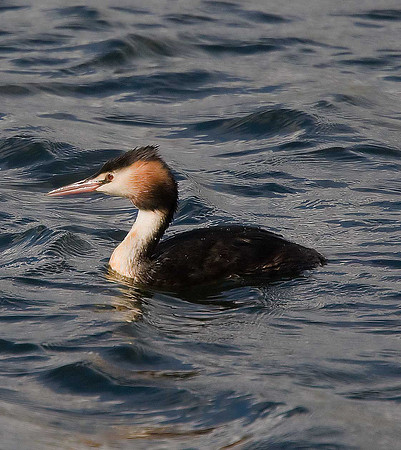 Great Crested Grebe