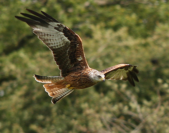 Red Kite