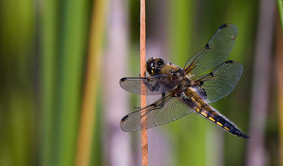 Four Spot Chaser