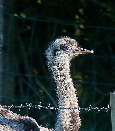 Emu