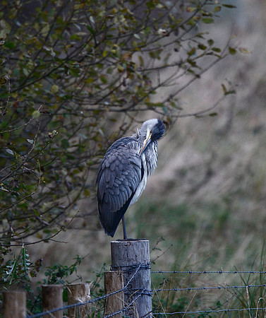 Heron