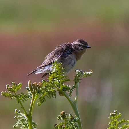 Whinchat