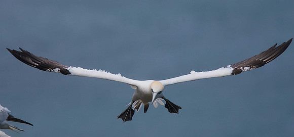 Gannet