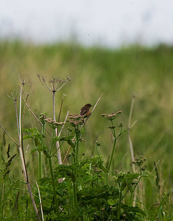 Stonechat