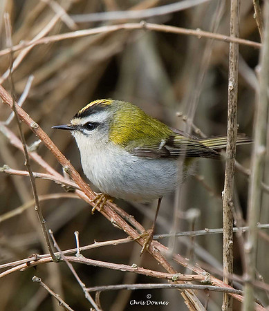 Firecrest