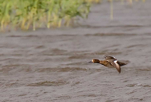 Wigeon