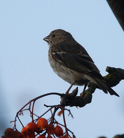Common Rosefinch