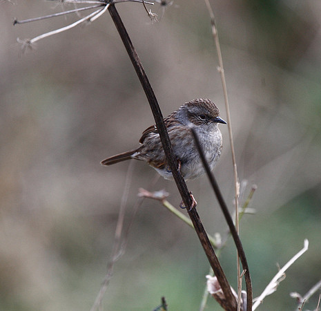 Dunnock