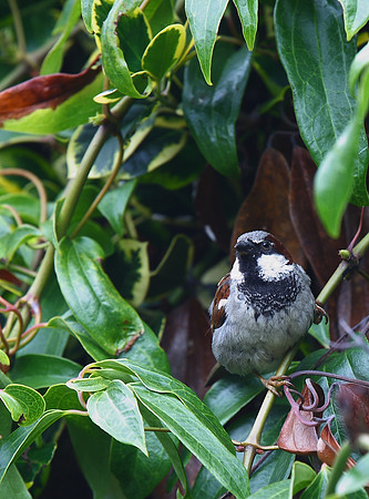 House Sparrow