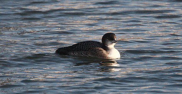 Great Northern Diver