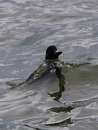 Common scoter
