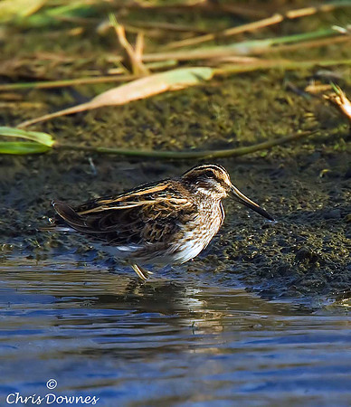 Jack Snipe