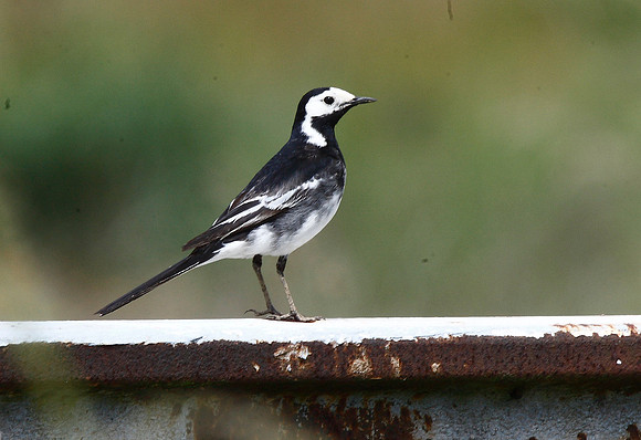 Pied Wagtail