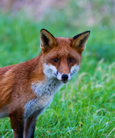 Fox