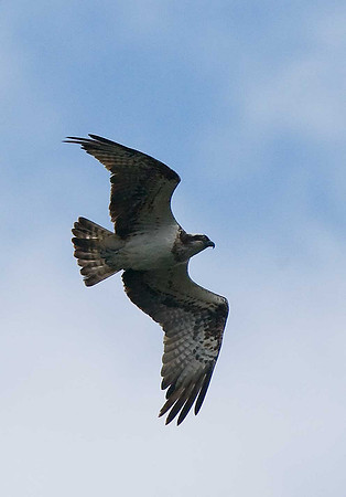 Osprey