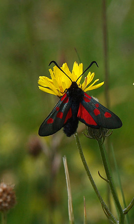 Cinnabar Moth