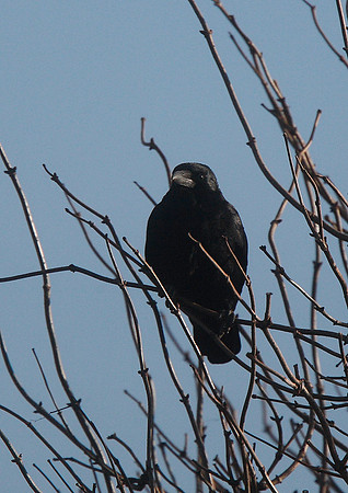 Crow