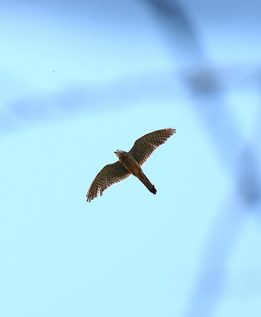 Kestrel