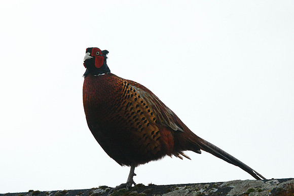 Pheasant