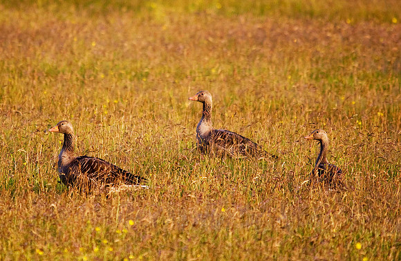 Greylag Geese