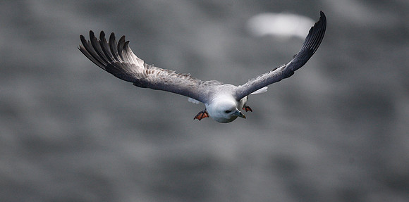 Fulmar