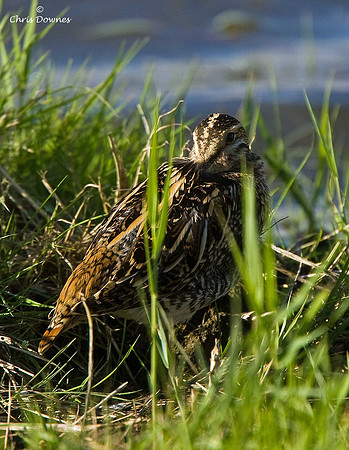 Common Snipe