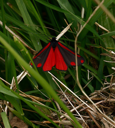Cinnabar Moth