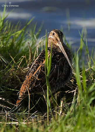 Common Snipe