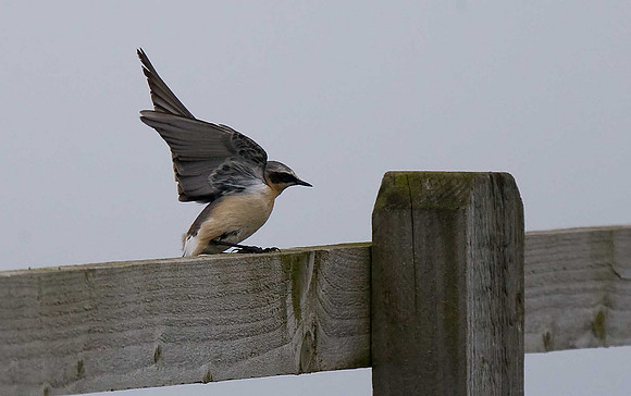 Wheatear